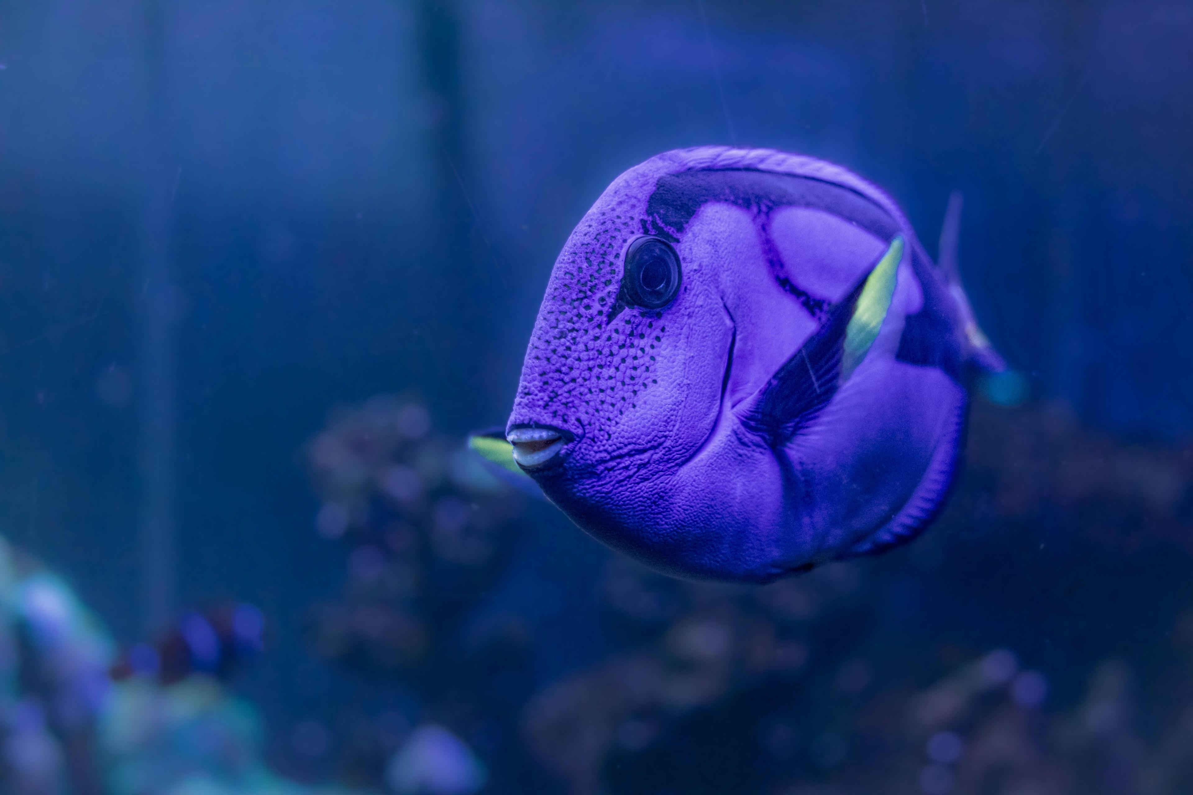 Blue Tang
