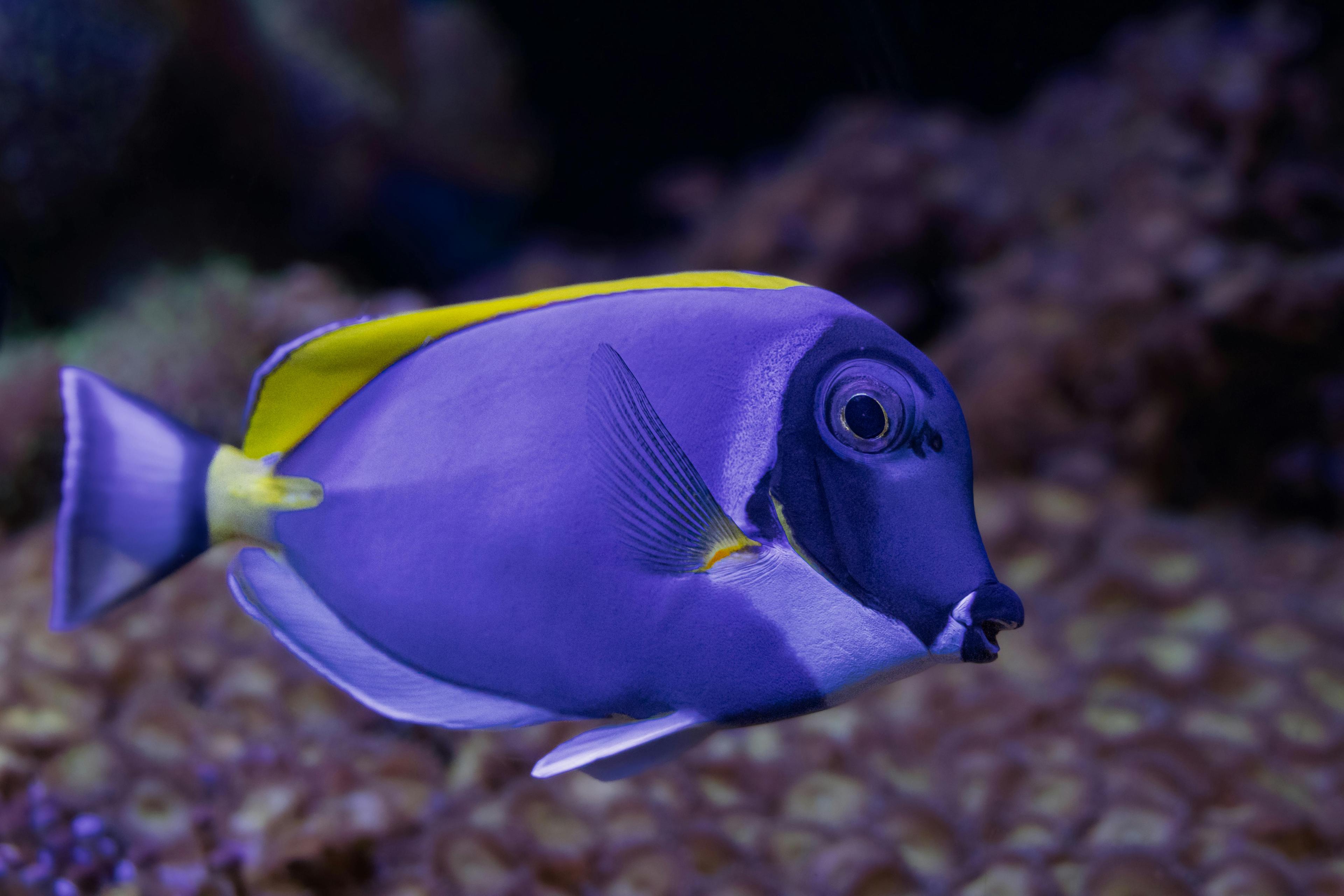 Blue Tang
