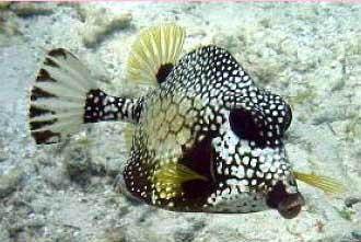 Trunkfish