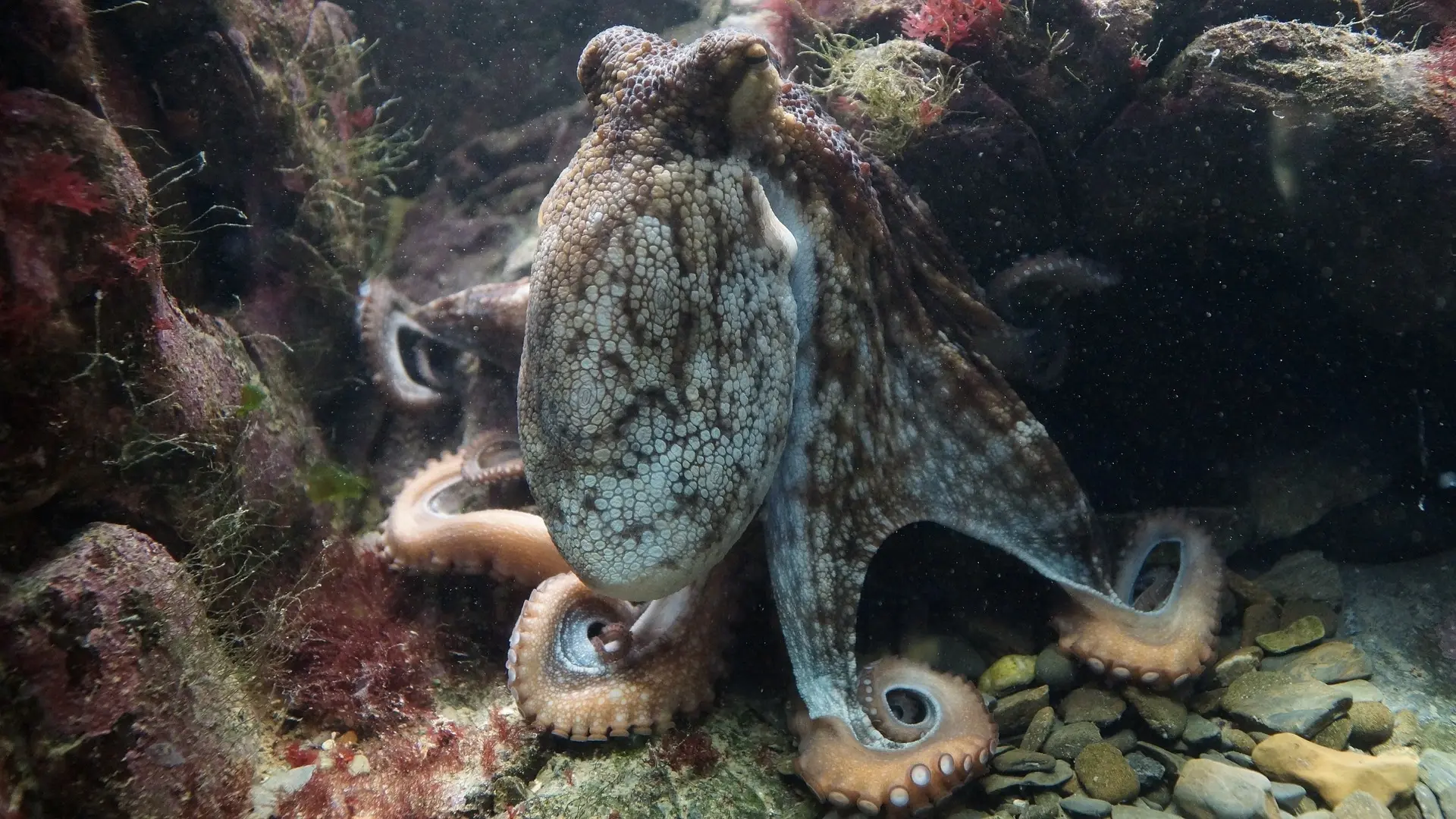 octopus-428745 1920