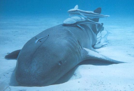 Nurse Shark