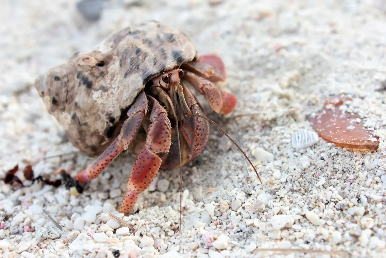 Hermit Crab