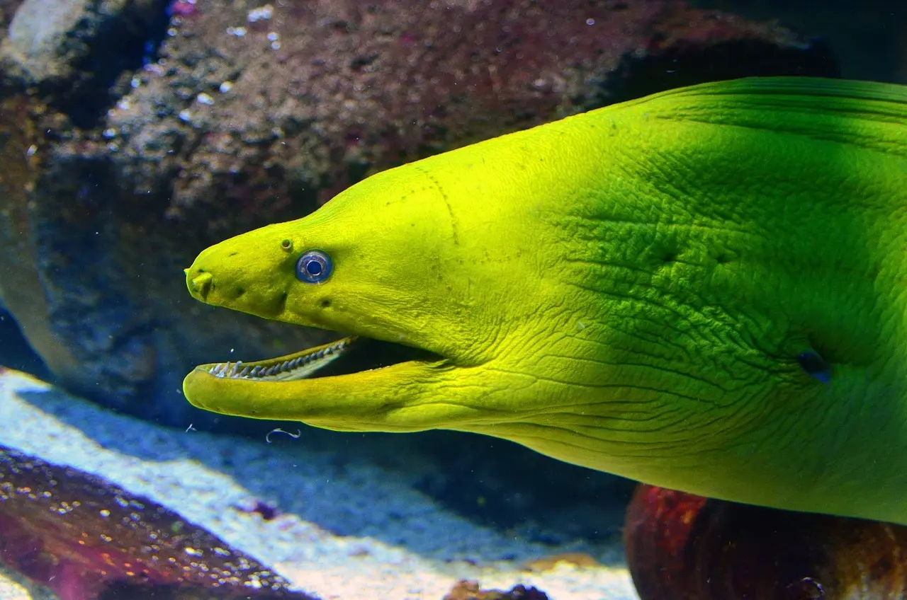 moray-eel-2793632 1280