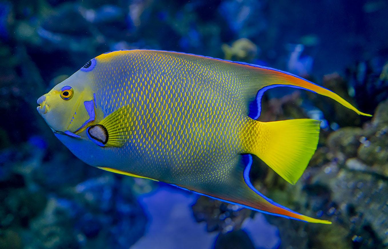 Queen Angel Fish