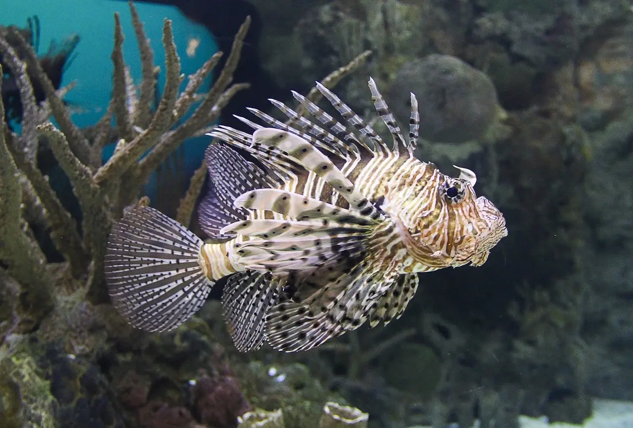lion-fish-501647 1280