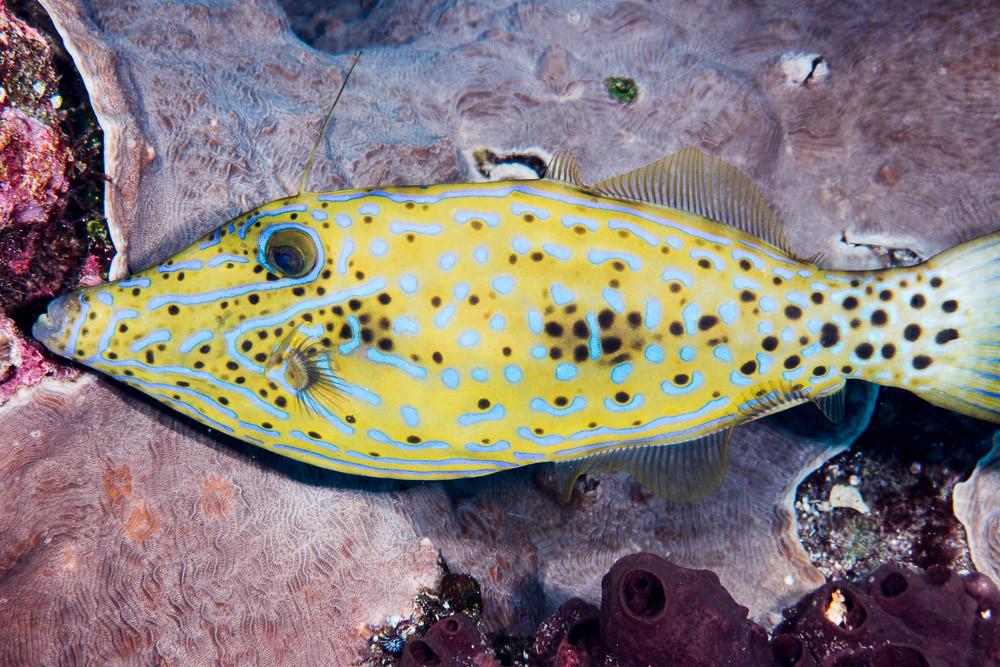 Scrawled Filefish