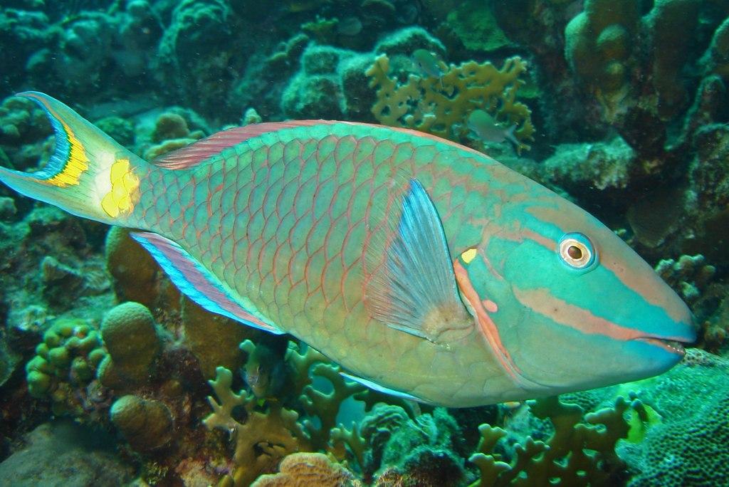 Parrot Fish