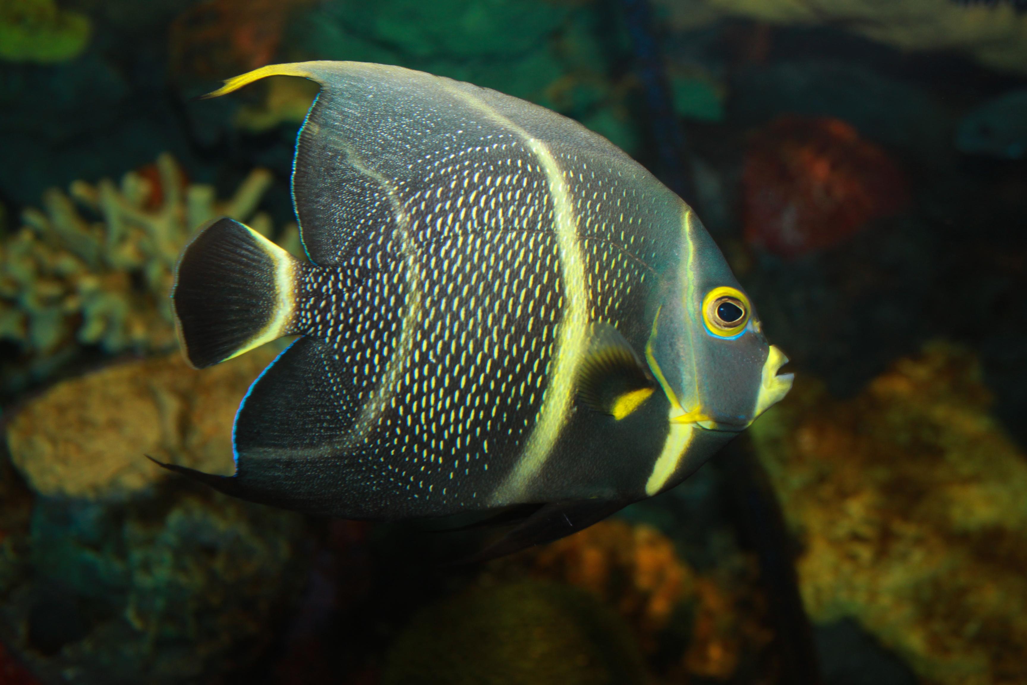 French Angel Fish